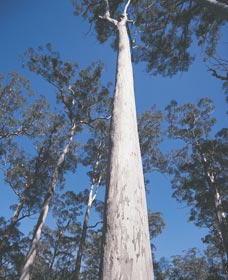 The Four Aces - Taree Accommodation 0