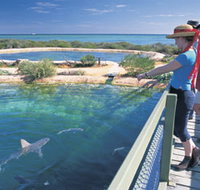 Shark Bay Marine Park - Taree Accommodation