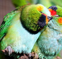 Rainbow Jungle - The Australian Parrot Breeding Centre - Taree Accommodation
