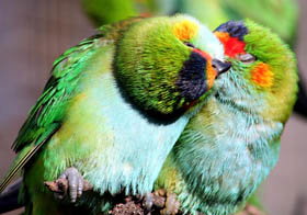 Rainbow Jungle - The Australian Parrot Breeding Centre - Taree Accommodation 0