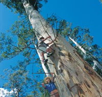 Dave Evans Bicentennial Tree - Taree Accommodation