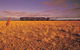 Nullarbor Plain - thumb 0