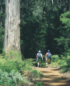 Gloucester Tree - Taree Accommodation 0