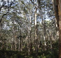 Boranup Karri Forest - Taree Accommodation