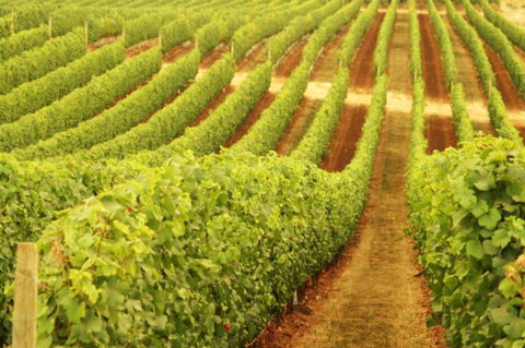 Xanadu Wines - Taree Accommodation 0