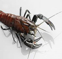 Andermel Marron - Taree Accommodation