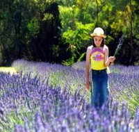 Brayfield Park Lavender Farm - Taree Accommodation