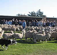 Curringa Farm - Accommodation and Farm Tours - Taree Accommodation
