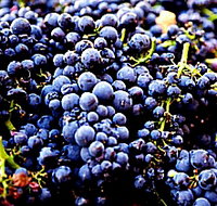 Laurel Bank Vineyard - Taree Accommodation