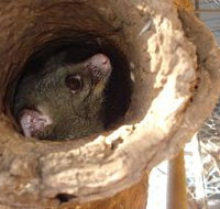 Mulga Sanctuary and Wildlife Park - Taree Accommodation