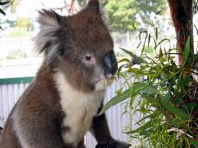 Glen-Forest Tourist Park - Taree Accommodation 0