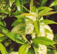 Tumbeela Native Bushfoods - Taree Accommodation