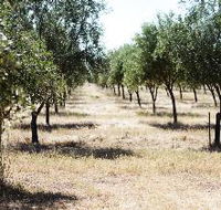 Talinga Grove Olive Oils