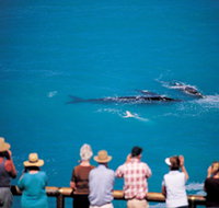 Whale Watching At Head Of Bight - Taree Accommodation