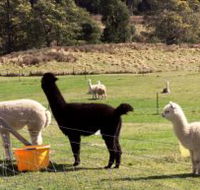 Maydena Country Cabins Accommodation  Alpaca Stud - Taree Accommodation