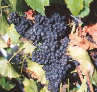 Darlington Vineyard - Taree Accommodation