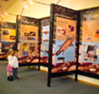 Platypus Experience - Taree Accommodation