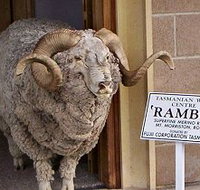 Tasmanian Wool Centre - Taree Accommodation