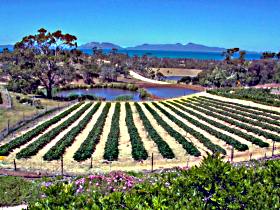 Kate's Berry Farm - Taree Accommodation 0
