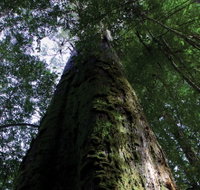 Styx Big Tree Reserve - Taree Accommodation