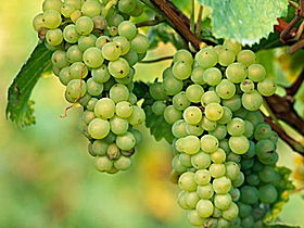 TP Vineyards - Taree Accommodation 0