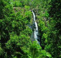 Kondalilla National Park - Taree Accommodation