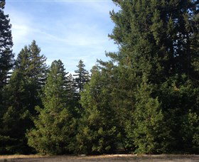 Pialligo Redwood Forest - Taree Accommodation 0