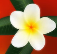 Well Retreat - Day Spa and Teahouse - Taree Accommodation