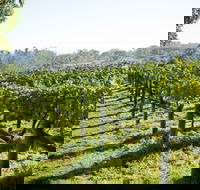 Surveyor's Hill Vineyards - Taree Accommodation