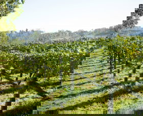 Surveyor's Hill Vineyards - Taree Accommodation 0