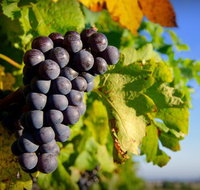 Panorama Vineyard - Taree Accommodation