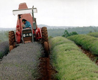 Nabowla TAS Taree Accommodation