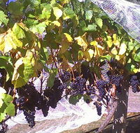 Palmara Vineyard