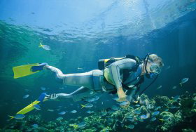 Kirra Reef Dive Site - Taree Accommodation 0