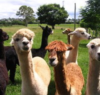 Banyandah Alpacas - Taree Accommodation