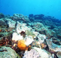 Mudjimba Old Woman Island Dive Site - Taree Accommodation