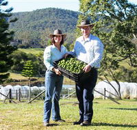 Hinterland Feijoas - Taree Accommodation
