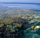 Split Bommie Dive Site - Taree Accommodation