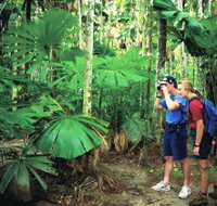 Mount Sorrow Ridge Trail Daintree National Park - Taree Accommodation