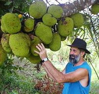 Cape Trib Exotic Fruit Farm - Taree Accommodation