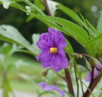 Alpha Native Flower Garden - Taree Accommodation