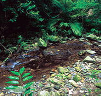 Wompoo Walk - Taree Accommodation