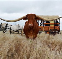 Texas Longhorn Wagon Tours and Safaris - Taree Accommodation