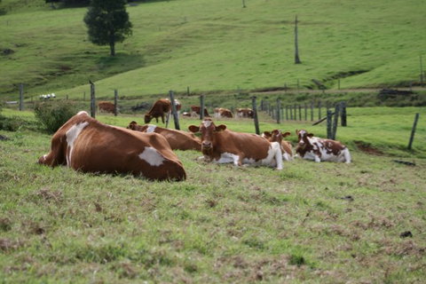 Maleny Dairies - Taree Accommodation 4