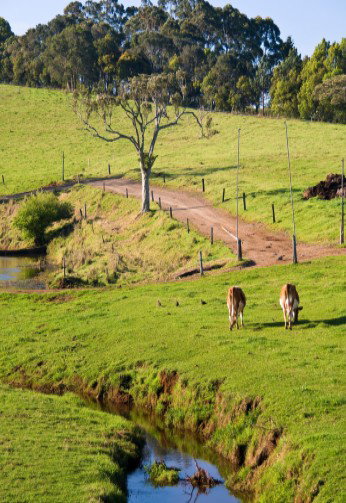 Maleny Dairies - Taree Accommodation 6