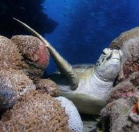 Light House Bommie Dive Site