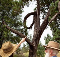 Charleville - Outback Native Timber Walk - Taree Accommodation