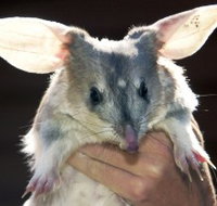 Charleville - Bilby Experience - Taree Accommodation