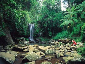 Tamborine National Park - Taree Accommodation 0