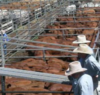 Dalrymple Sales Yards - Cattle Sales - Taree Accommodation